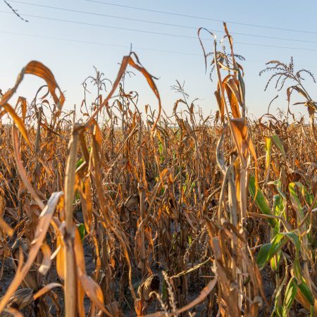 Corn plants in a field exhibit signs of drought, with many leaves turning brown and dry under the warm glow of sunset.