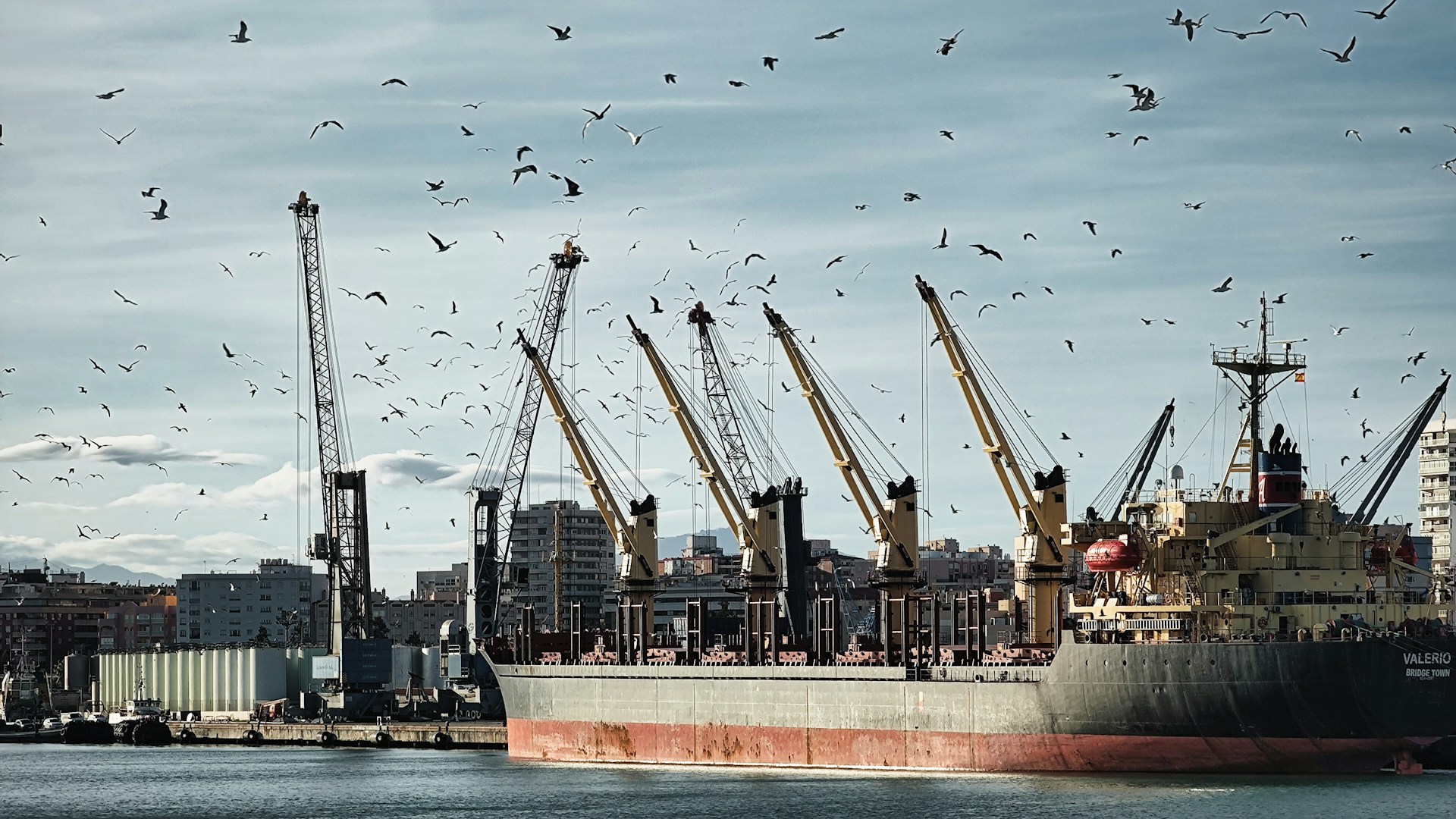 Cargo ship surrounded by birds in front of urban landscape