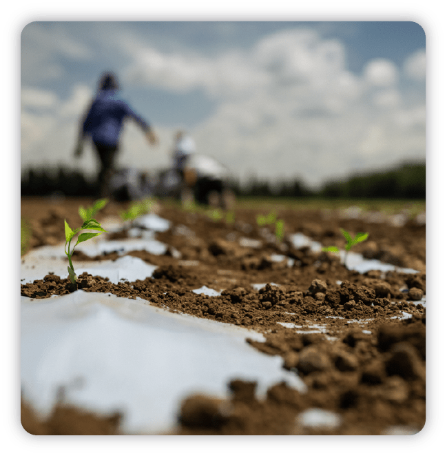 Rows of sprouted plants in a field with melting snow and blurred image of workers in background
