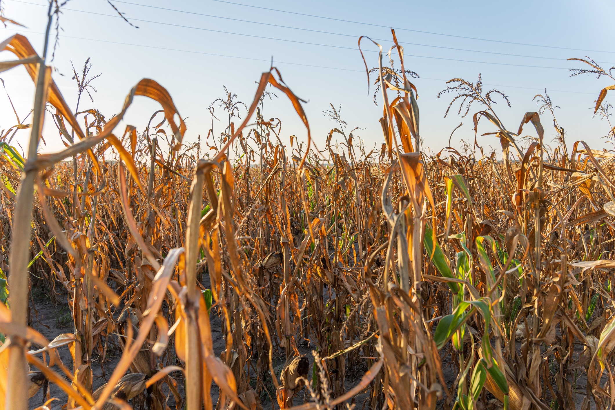 Corn plants in a field exhibit signs of drought, with many leaves turning brown and dry under the warm glow of sunset.