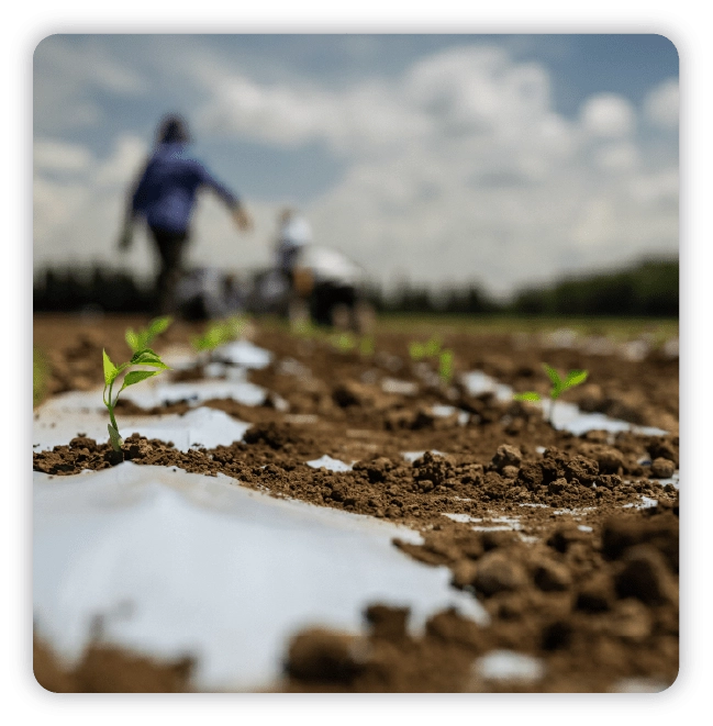 Rows of sprouted plants in a field with melting snow and blurred image of workers in background