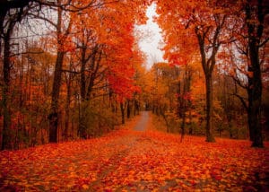 Red fallen leaves