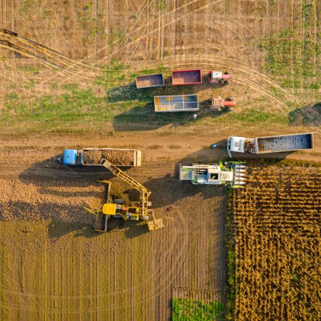 Above top view, agricultural loader as transferring freshly harvested mature sugar beet roots into trailer for transportation. Shift of trucks, loaded leaves the place of loading crop with full body