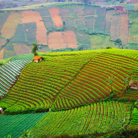 The beauty of onion plantations in Majalengka